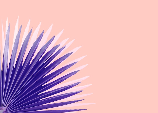 Violet Palms Blätter auf einem rosa Hintergrund