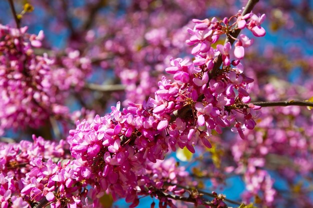 Violett blühende Cercis siliquastrum Pflanze