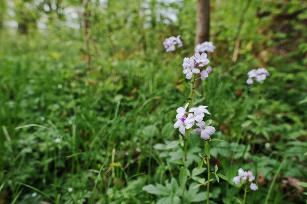 Violette Saponaria-Blütenpflanzen im Wald Grasseife Seifenkraut-Blume