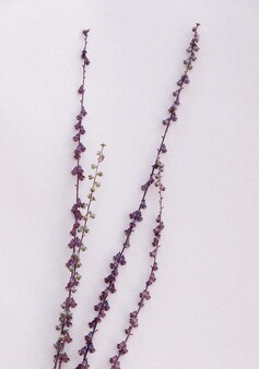 Violetter zweig auf weißer wand. ästhetische tapete. herbstblumenpflanzenhintergrundzusammensetzung