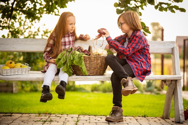 Vitamine. Glücklicher Bruder und Schwester, die zusammen Äpfel in einem Garten draußen sammeln.