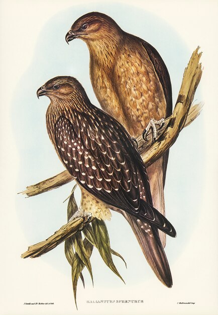 Vögel Australiens