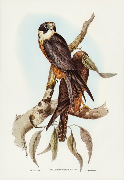 Vögel Australiens