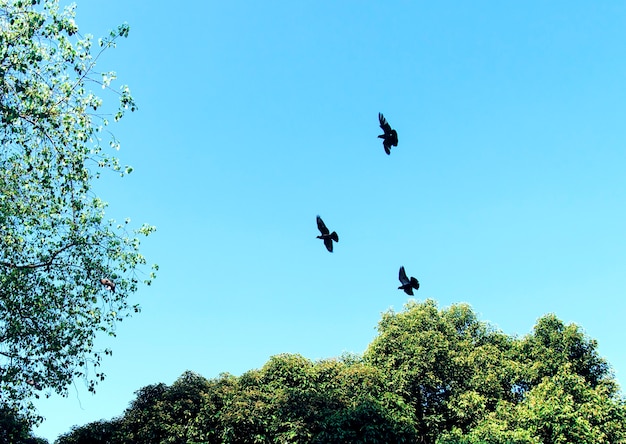 Vögel, die in den blauen Himmel fliegen