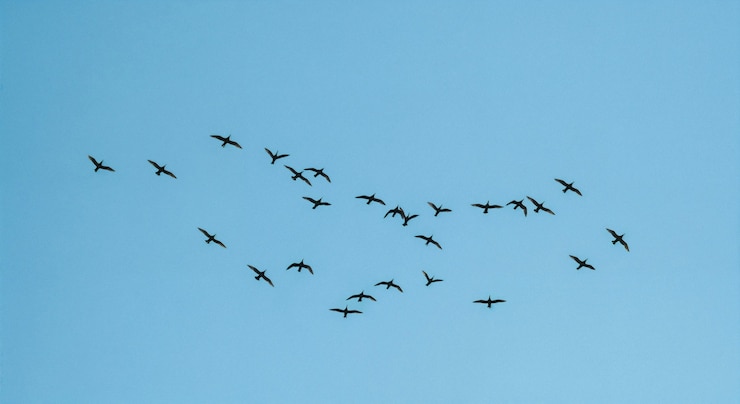 Kostenlose Foto vögel im flug gegen einen klaren blauen himmel