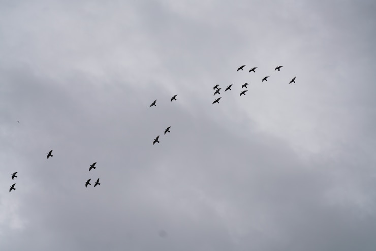Kostenlose Foto vögel im himmel mit wolken