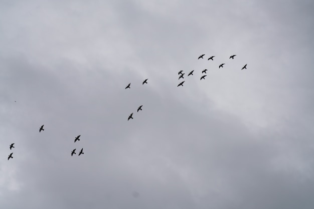 Vögel im Himmel mit Wolken