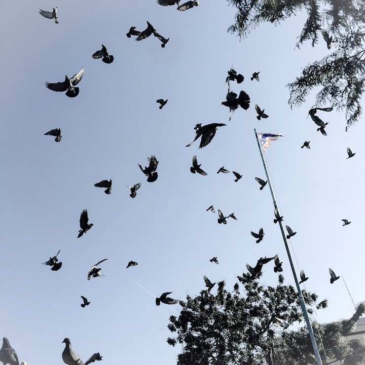 Kostenlose Foto vögel im himmel