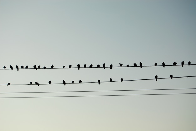 Vögel wie musikalische Notizen