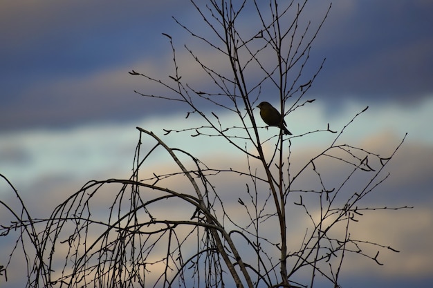 Vogel auf dem Baum. Tier in der Natur. Natürlicher bunter Hintergrund.