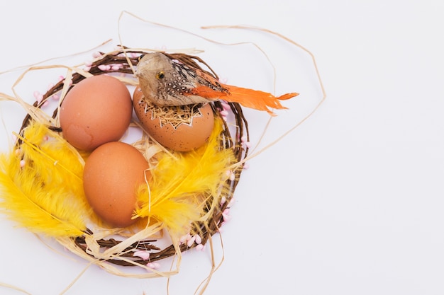 Vogel auf Eiern im Nest