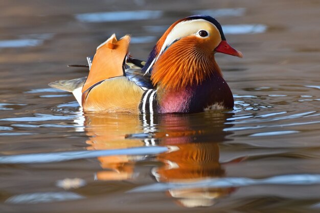 Vogel der Nähe Schwimmen