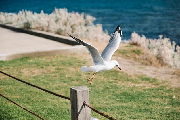 Vogel fängt an zu fliegen