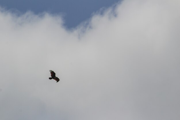 Vogel fliegen