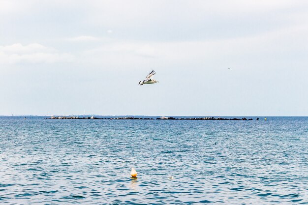 Vogel fliegt über das ruhige Meer