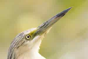 Kostenloses Foto vogel hautnah