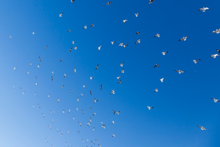 Kostenlose Foto vogel herde fliegen