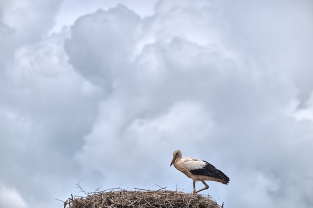 Kostenloses Foto vogel im nest