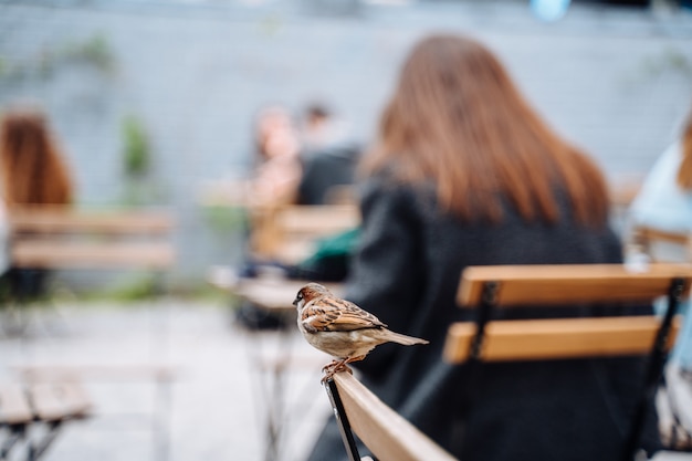 Vogel in der Stadt. Spatz sitzt auf Tisch im Straßencafé