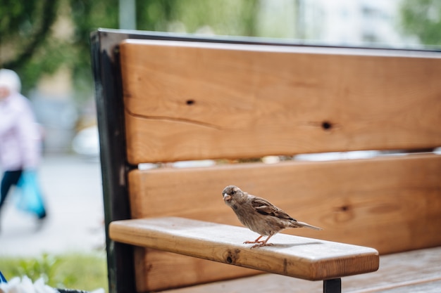 Vogel in der Stadt. Spatz sitzt auf Tisch im Straßencafé