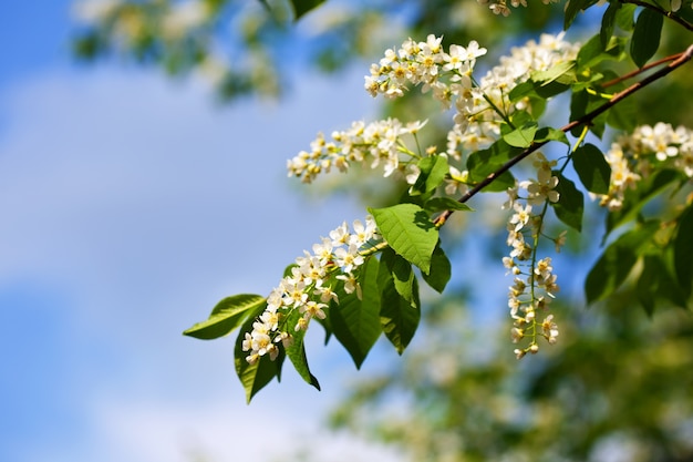 Vogel Kirsch Zweig im Frühjahr