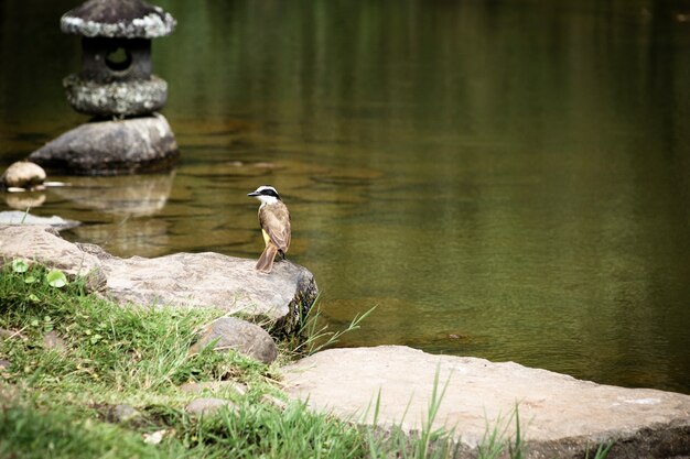 Vogel nahe dem See mit unscharfem Hintergrund