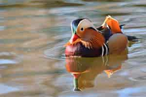 Kostenloses Foto vogel-schwimmen in einem see