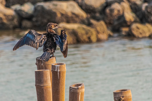 Vogel versucht zu fliegen