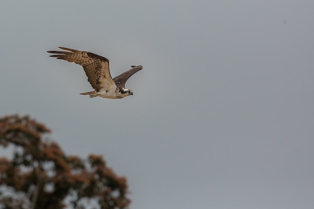 vogel von südamerika im naturlebensraum