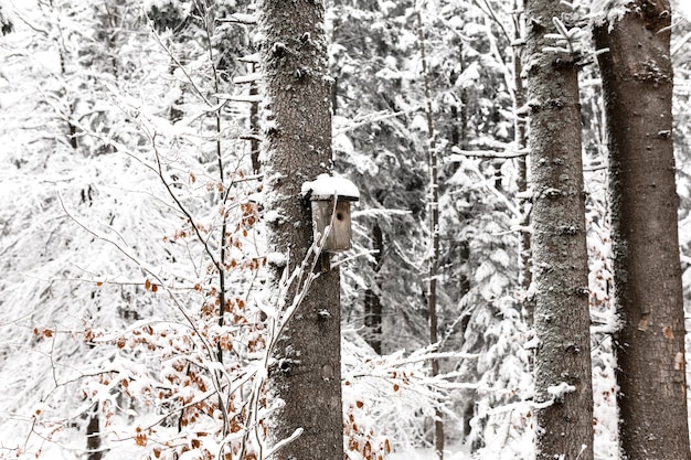 Vogelhaus auf schneebedecktem Baum