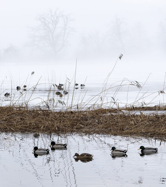 Vogelschwarm auf dem Wasser