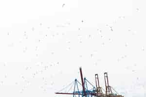 Kostenloses Foto vogelschwarm, die in himmel mit hafenkran fliegt