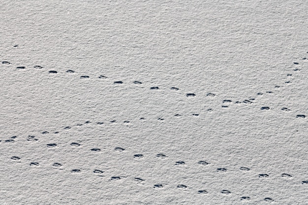 Vogelspuren und vogelspuren auf weißem schnee, nahaufnahme. winter-hintergrund.