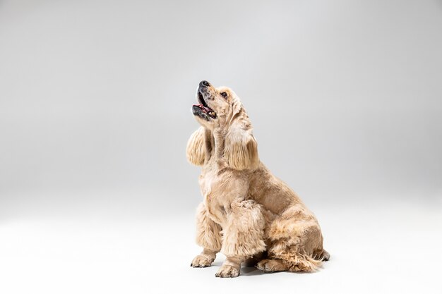 Voller Hoffnung. Amerikanischer Spanielwelpe. Nettes gepflegtes flauschiges Hündchen oder Haustier spielt isoliert auf grauem Hintergrund. Studio-Fotoshot. Negatives Leerzeichen zum Einfügen Ihres Textes oder Bildes.