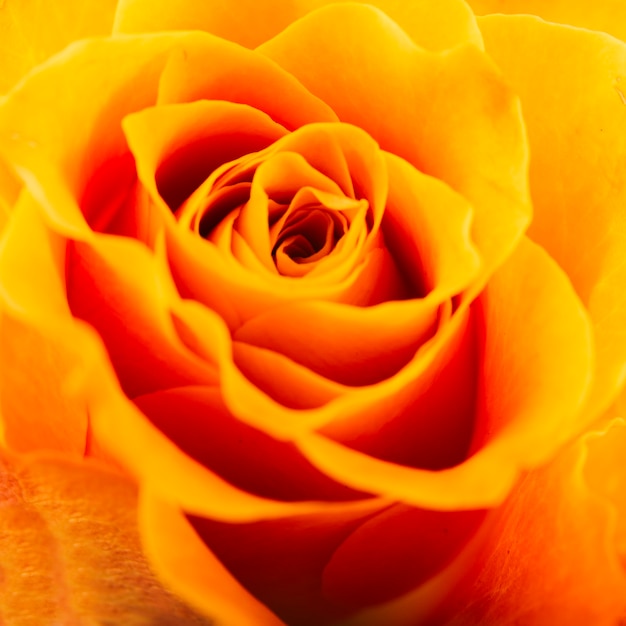 Voller Rahmen einer orange Rose