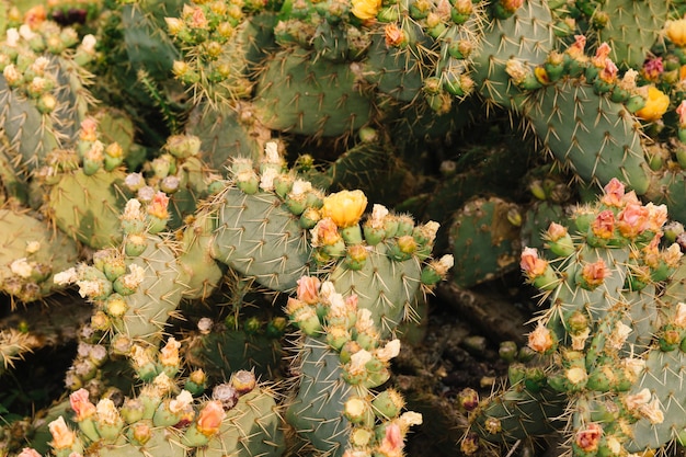 Voller Rahmen eines stacheligen Kaktus