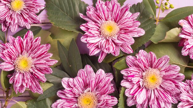 Voller Rahmen von Chrysanthemenblumen