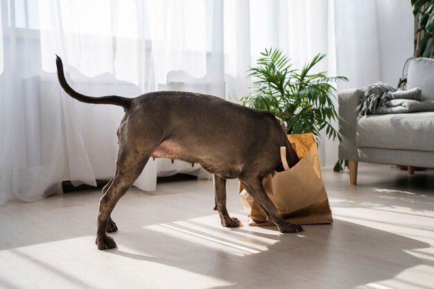 Kostenloses Foto vollschusshund, der mit papiertüte spielt