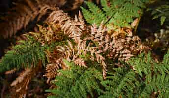 Kostenloses Foto vollständiger rahmen aus grünen und gelben farnblättern im herbstlichen waldblattbanner oder hintergrundkonzept