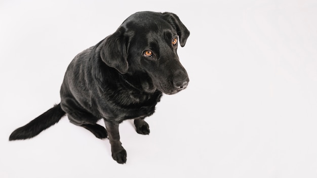 Vom oben genannten Hund, der auf Weiß sitzt