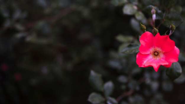 Von der oben hellen Blume auf Strauch