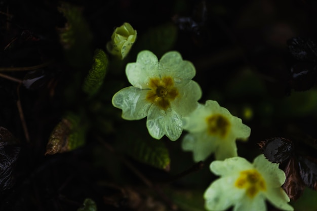 Von oben nassen Blumen