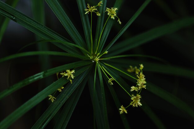 Von oben Pflanze mit Blumen