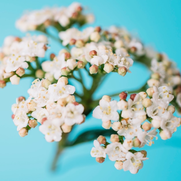 Von oben weißen Blumen