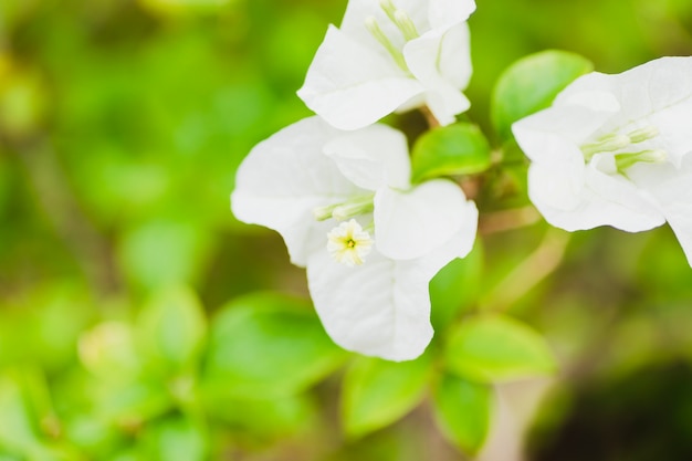 Von oben weißen Blumen