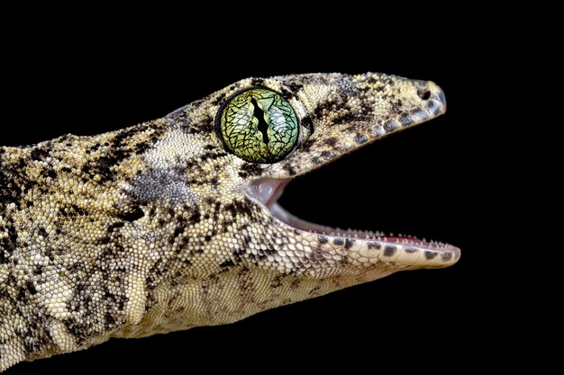 Vorax Gecko oder Riesenhalmaheran Gecko Nahaufnahme Kopf