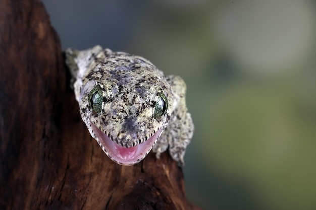 Vorax Gecko oder riesiger Halmaheran-Gecko-Nahaufnahmekopf