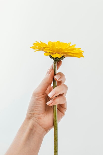 Vorderansicht Anordnung der schönen blühenden Blume