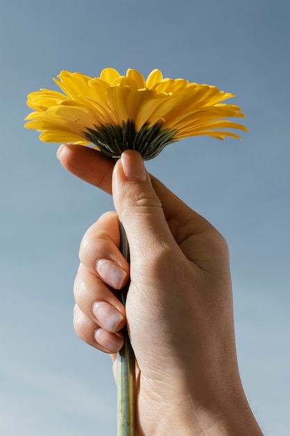 Vorderansicht Anordnung der schönen blühenden Blume