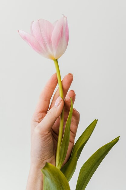 Vorderansicht Anordnung der schönen blühenden Blume